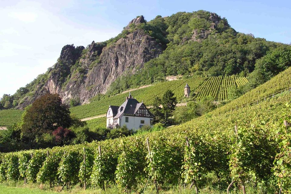 Weinberge in Rhöndorf mit Blick auf den Drachenfels