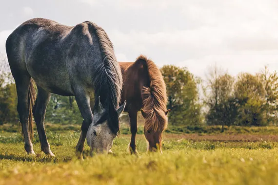 Reiterhof auf 6 ha mit Reitplatz zu verkaufen