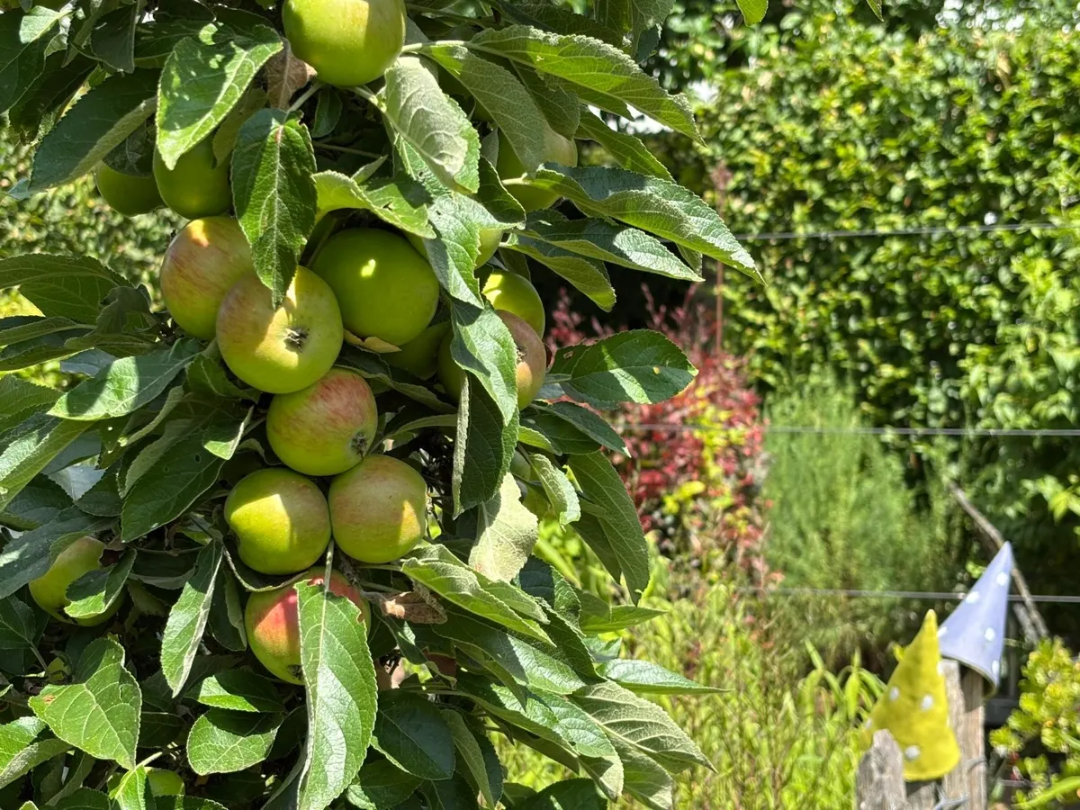Äpfel für die Ernte