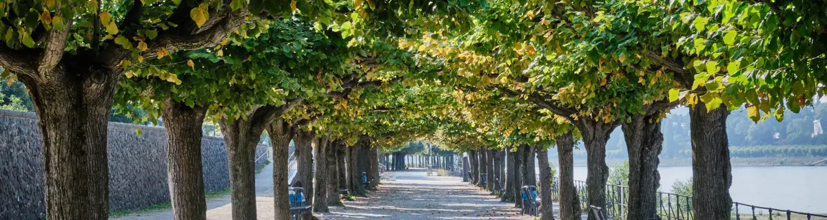 Bank of Rhine with trees in Bonn