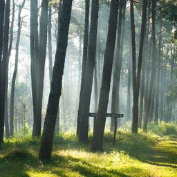 ca. 5,3 ha Wald nahe Bebauung zu verkaufen