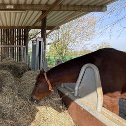 Aktivstall mit 60er Halle zu verkaufen
