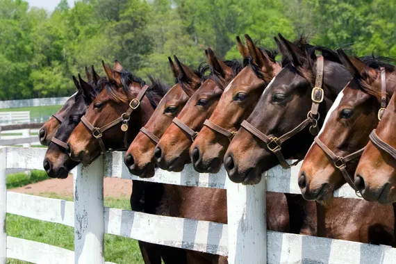 Komplett sanierte Reitanlage nördlich von Oberhausen zu verkaufen