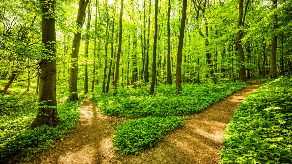 Wald-Boom : Warum Investoren jetzt jeden Hektar suchen