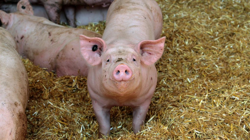 Antibiotikaeinsatz in der Schweinehaltung 2026 – Herausforderungen und neue Strategien