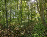 Kleiner Wald