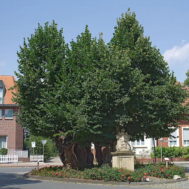 Ihr Immobilienmakler in Telgte