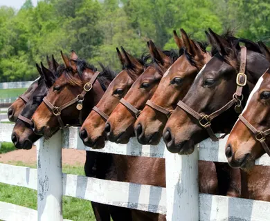 Komplett sanierte Reitanlage nördlich von Oberhausen zu verkaufen