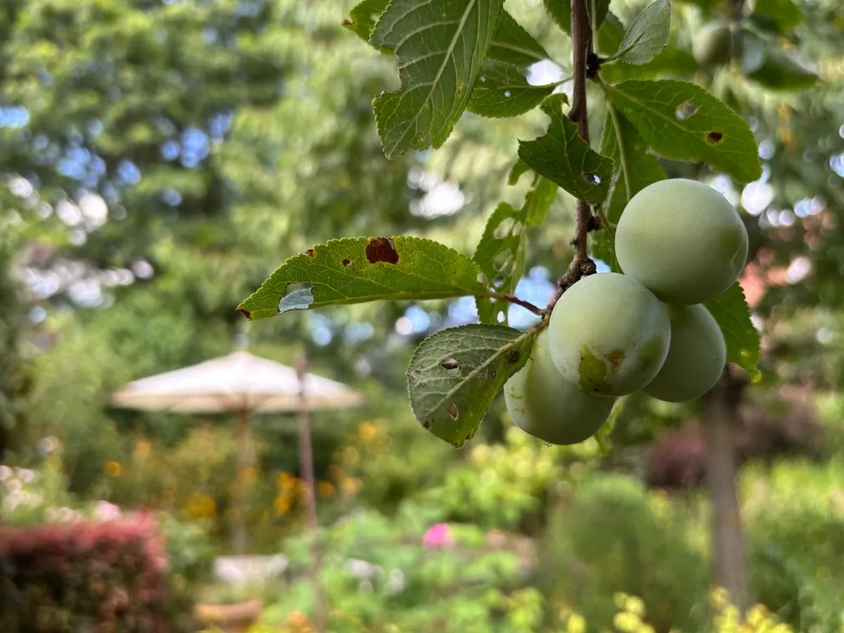 Obstbäume mit Blick zur Terrasse