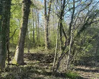 Blick in den Wald 2