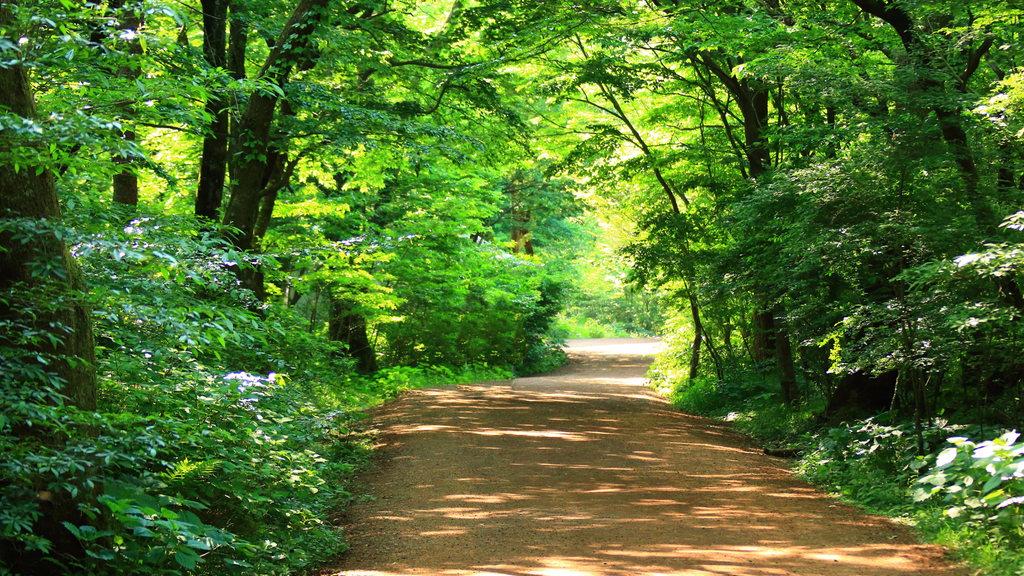 Klimaschutz und Ihre Waldimmobilie: Das sollten Sie wissen