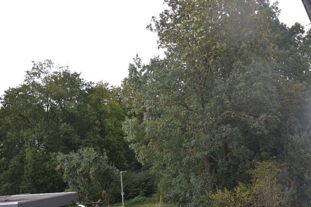 Aussicht in den Wald