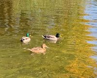 Teich Detail