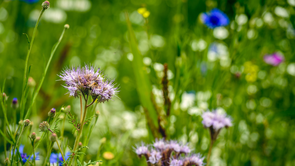 Rückgang der Artenvielfalt in Agrarlandschaften bedroht Ökosysteme langfristig