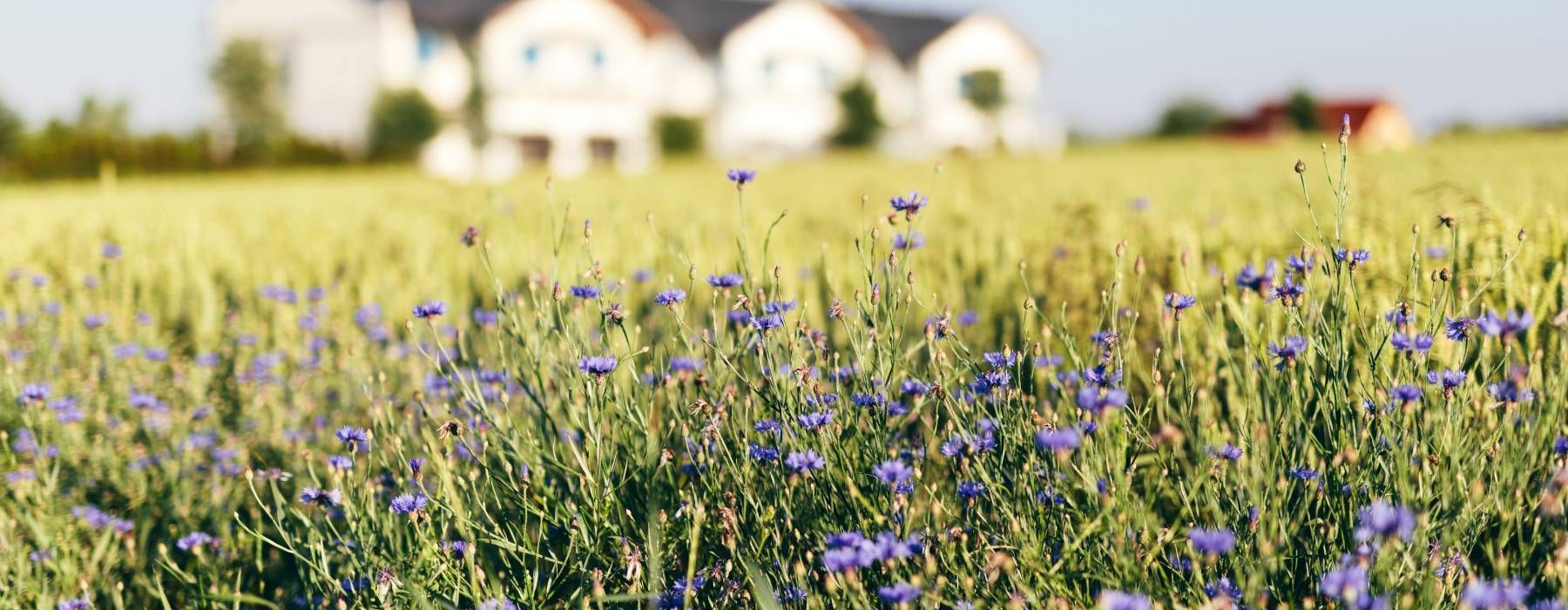 Bad Iburg Immobilienmakler Andreas Schaiper Wiese Haus