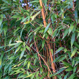 BGH-Urteil: Keine allgemeine Höhenbegrenzung für Hecken im Landesnachbarrecht