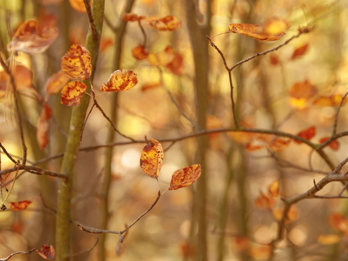 Herbstlaub an Zweigen